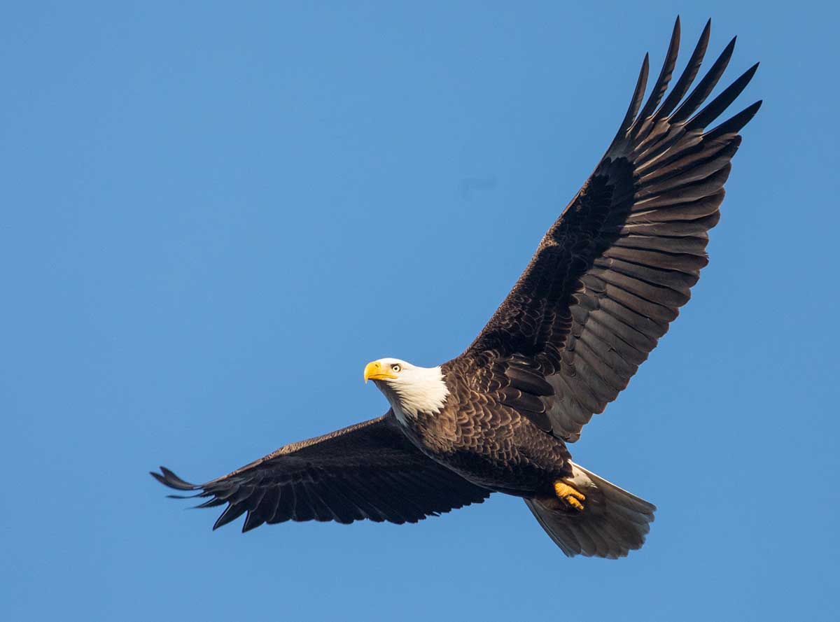 Where to See Eagle in Flight? Top 5 Spots for Awesome Views!